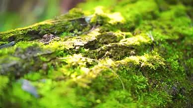 4k实拍唯美阳光的的绿色苔藓自然风光视频的预览图